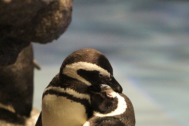 すみだ水族館の幻想的なホワイトデー「ペンギンと音楽の夜」 画像