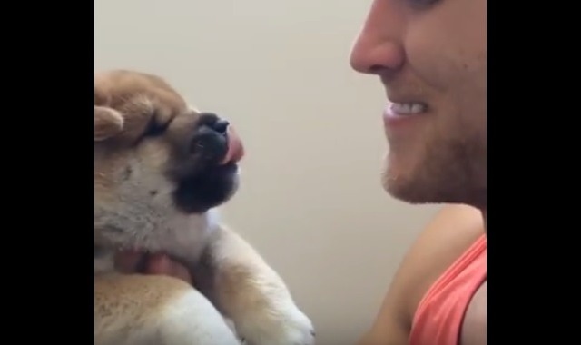 飼い主を舐め返したい子犬！でも… 画像