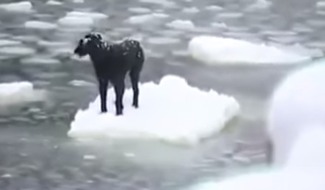 流氷の上で動けない犬！勇気ある男性が救出 画像