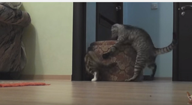 男前ニャンコ登場!隙間に入ったおもちゃを取るのを瞬時に助けてあげる 画像