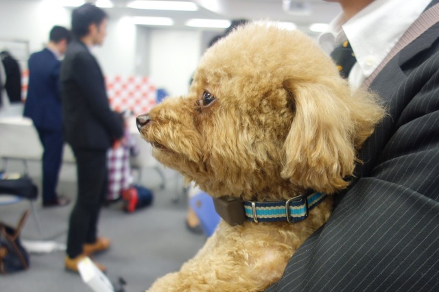 IoTのプロが愛犬用ウェアラブルを作った！富士通から「わんダント2」 画像