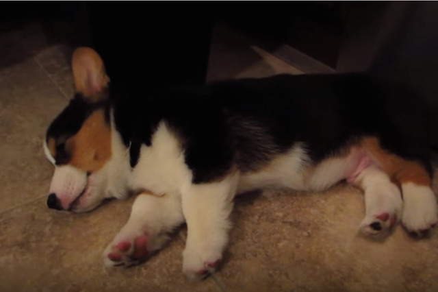 キュートすぎる!どこでも眠れるコーギーの子犬 画像