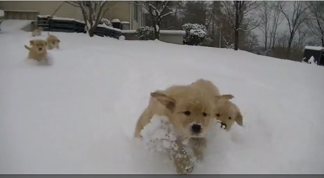 【癒し】雪のなかを駆け回るゴールデンの子犬たち 画像