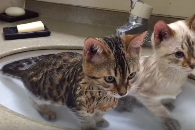 【動画】こうみえて2匹仲良く入浴中！ 画像