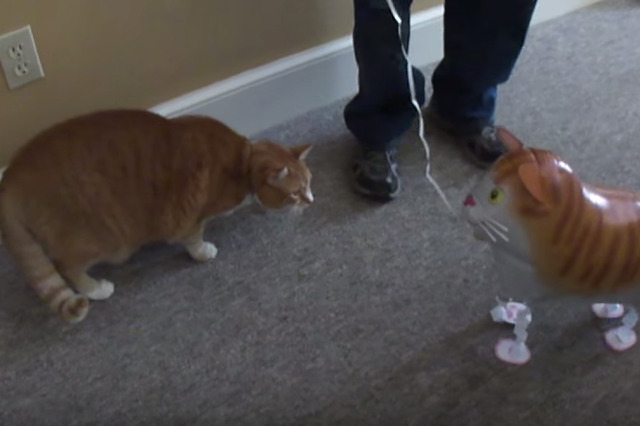 【動画】ネコ vs ネコ風船、その決着は? 画像