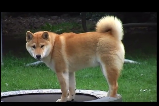 【動画】困惑しつつもトランポリンにハマる柴犬 画像