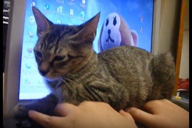 【動画】猫はキーボードが好き!もはや座布団に 画像