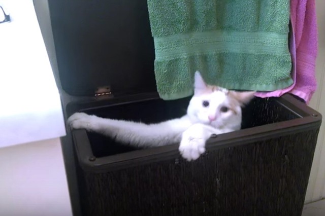 【動画】お風呂の洗面台に登りたい猫ちゃんが必死でよじ登ったら…… 画像