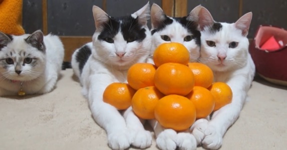 【動画】『みかんピラミッド』に全く動じない3匹の猫さんがすごい!! 画像