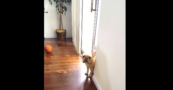 【動画】ワンコに「このペン噛んだ？」と聞いてみたら…… 画像