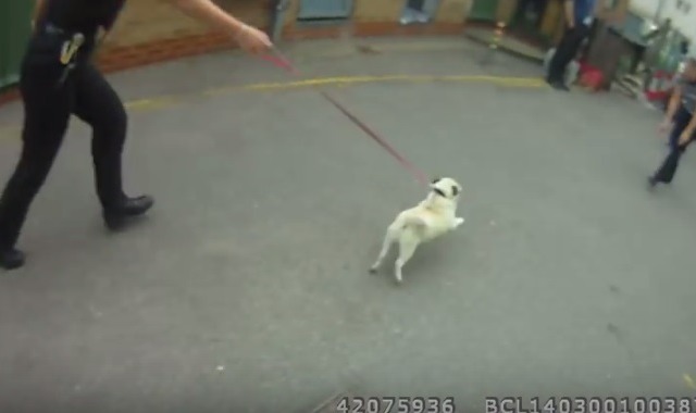 【動画】犬ドロボー御用で飼い主と再会したパグ 画像