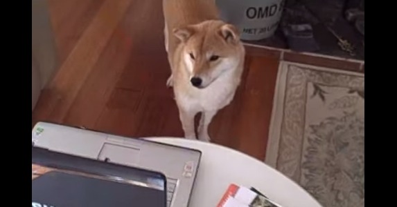 【動画】柴犬が釘付けになったパソコンの動画とは？ 画像