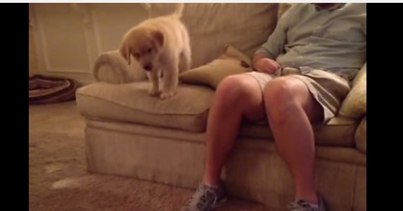 【動画】ソファから飛び降りるゴールデンの子犬にキュン死 画像