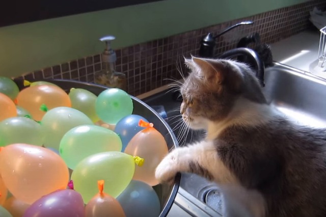 【動画】えっ!?どっかに消えた！割れた風船に驚く猫 画像