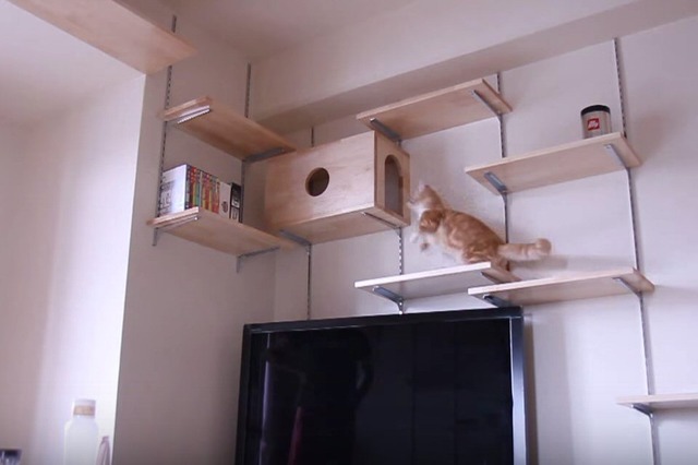 【動画】飼い主の愛を感じるインテリア！優雅にパトロールするネコ 画像