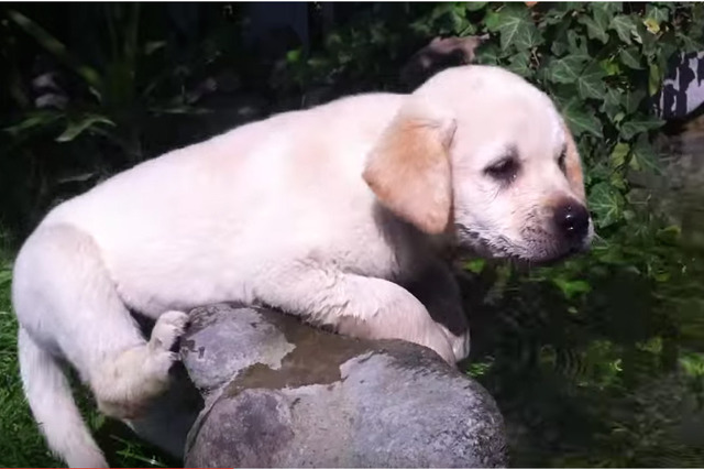 【動画】バタ足から！生後10か月の子犬のスイミング 画像