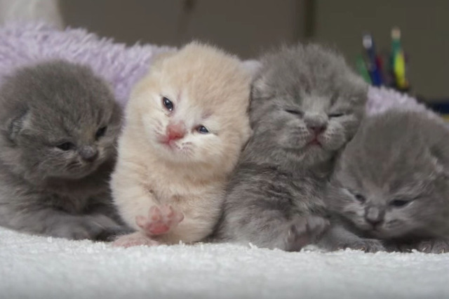 【動画】4匹の子猫!並んで鳴く姿がかわいすぎる 画像