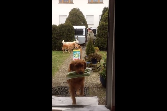 【動画】荷物を次々玄関へ!ワンコチームのお手伝いが素晴らしい 画像