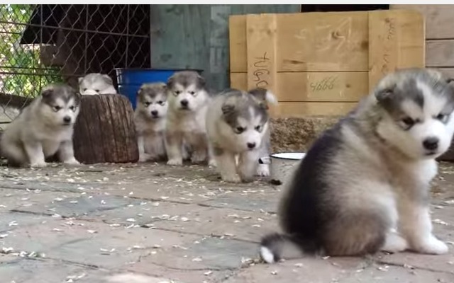 【動画】かわいさテンコ盛り！マラミュートの子犬たち 画像