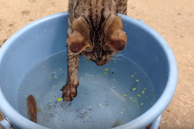 【動画】子猫がバケツの魚を捕獲するまで 画像