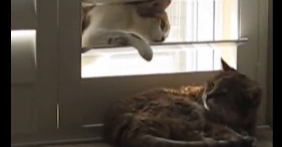 【動画】寝ているのにちょっかいをかける猫 画像
