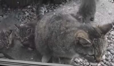 【動画】近所に猫一家が引っ越してきた 画像