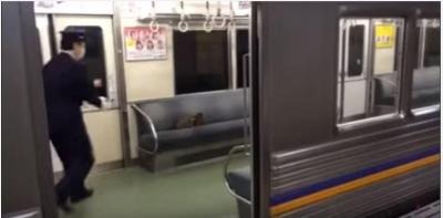 【動画】電車のなかに猫が！猫 vs 車掌さん 画像