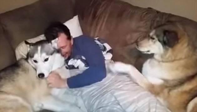 【動画】ヤキモチを妬くハスキー犬 画像
