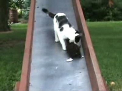 【動画】滑り落ちる子猫を親猫が……かわいいお尻に注目 画像
