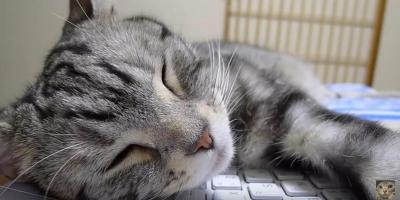 【動画】キーボードの上で寝る猫 画像