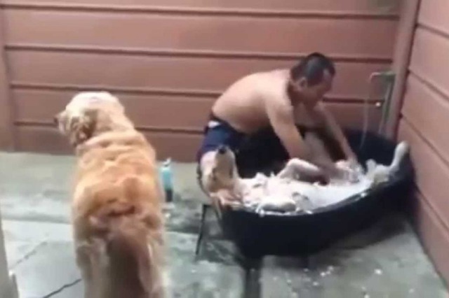 【動画】リラックスしすぎなシャンプータイム 画像