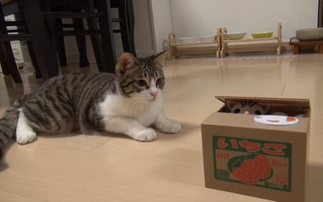 【動画】猫の貯金箱に興味津々な猫! 画像