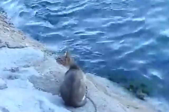 【動画】お見事!猫が泳ぐ魚を見事に捕った瞬間 画像