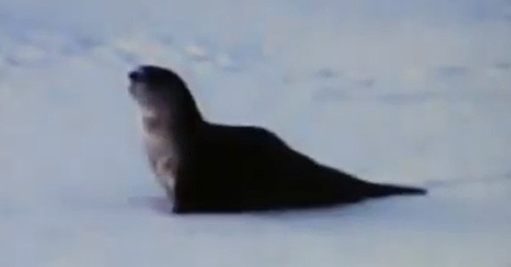 【動画】ぴょんぴょん、ズザー……わかいいカワウソの行動 画像