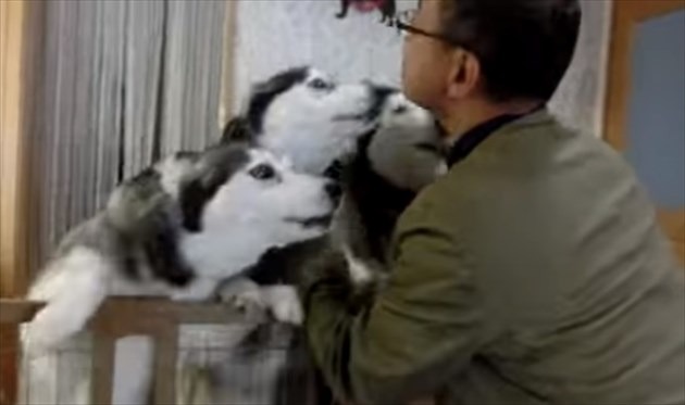 【動画】大喜び！お帰りの挨拶をするハスキー犬 画像