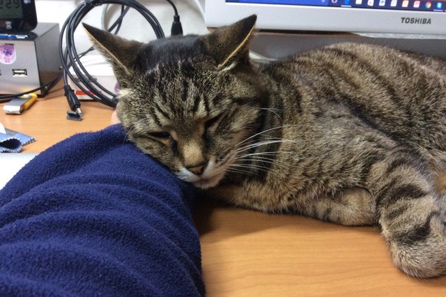【コラム】猫がキーボードのじゃまをする不思議 画像