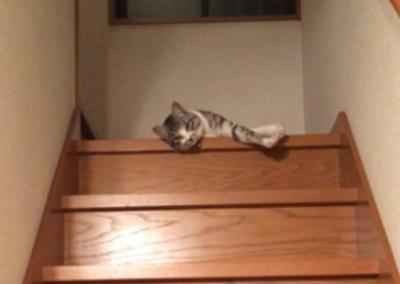 【動画】ぐにゃぐにゃ階段を降りる猫さん 画像