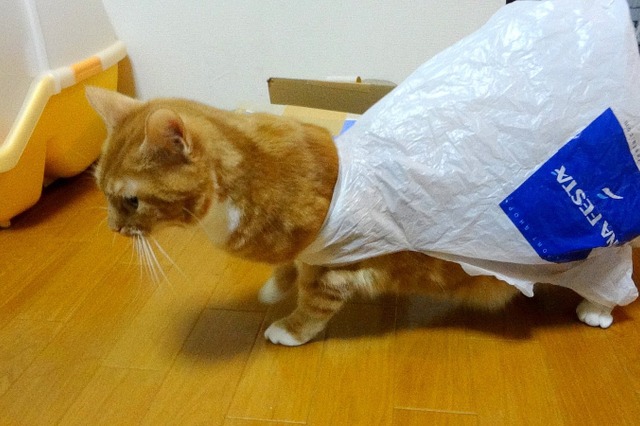 【動画】レジ袋はもうコリゴリ!猫の惨事 画像