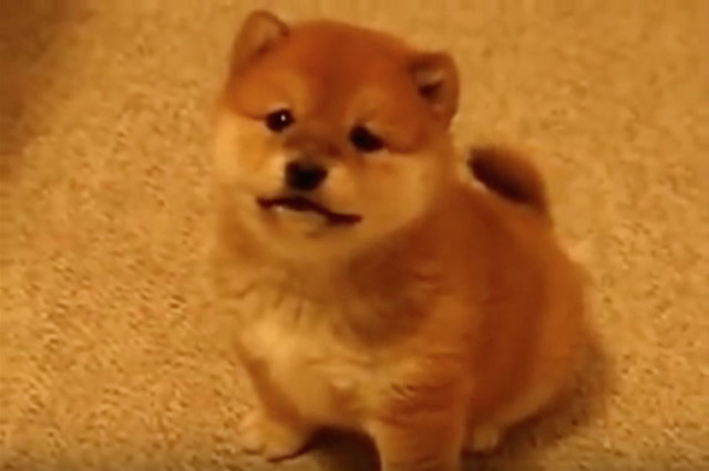 【動画】何度見てもたまらない！じゃれる柴子犬 画像