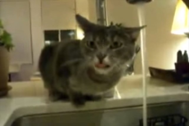 【動画】水浴び？それとも…… 画像