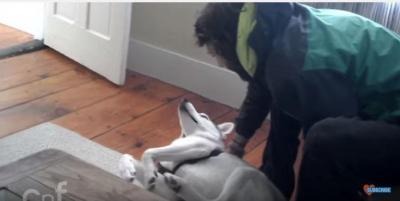 【動画】可愛いハスキー犬「ノー!」の一点張り 画像