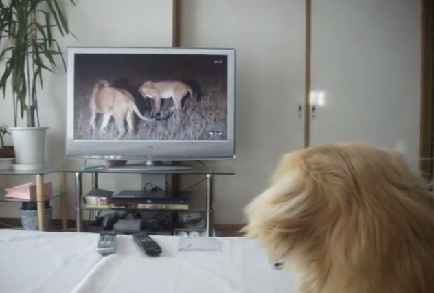 【動画】レトリバー、テレビのライオンに後ずさり 画像