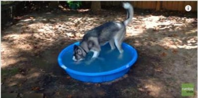 【動画】プールで大はしゃぎのハスキー犬 画像
