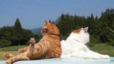 【動画】おかしな格好でまったりする猫たち 画像