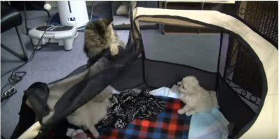 【動画】子犬たちが脱走、犯人は誰だ？ 画像