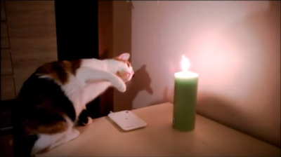 【動画】ローソクの灯りに猫パンチ！ 画像