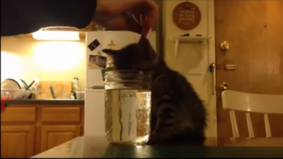 【動画】水を飲む姿勢で寝てしまった子猫 画像