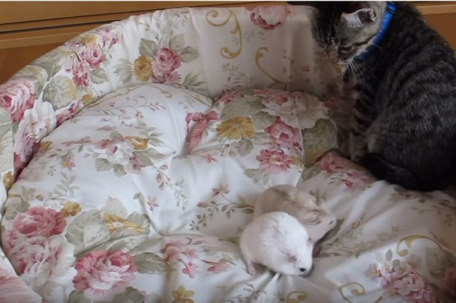 【動画】ハムスターにビビりすぎな子猫 画像