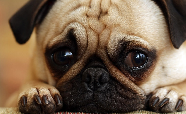 災害時、ペットをどう守る？ 最新の迷子防止＆ペット見守りサービス 画像