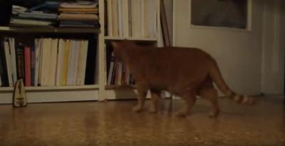 【動画】猫 vs メトロノーム 画像